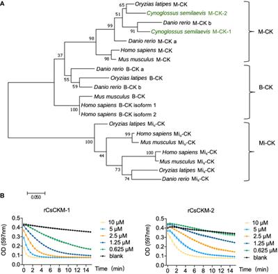 Tongue sole creatine kinases function as DAMP and activate antimicrobial immunity via TLR2